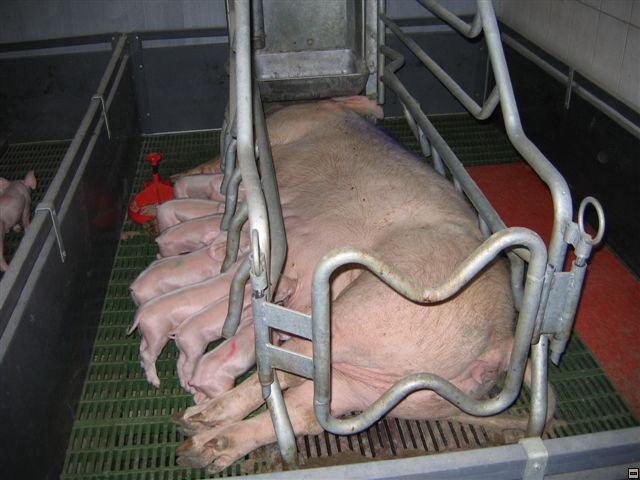 Troubelice 2006 037.jpg
